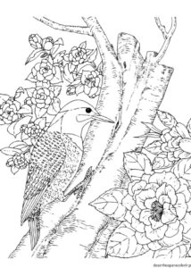 Desenhos de pássaros 73